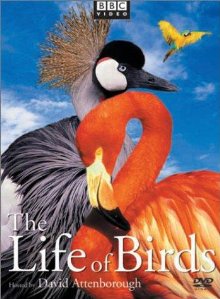 BBC The Life Of Birds - Part 1 - To Fly Or Not To Fly (1998)